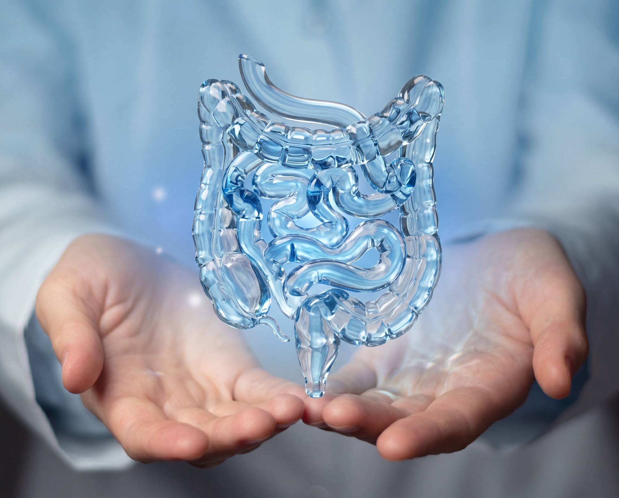 Transparentes Darmmodell in Händen als Symbol für Darmgesundheit und Mikrobiom